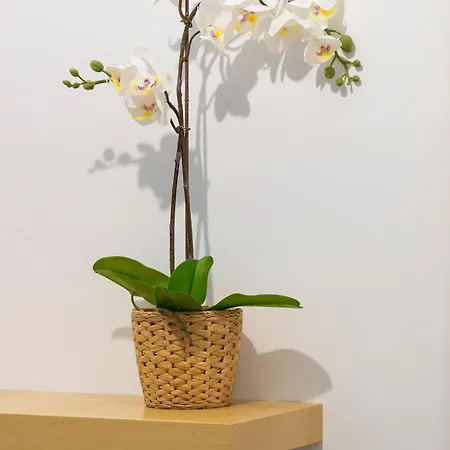 Cdz - Carmen Coronada *