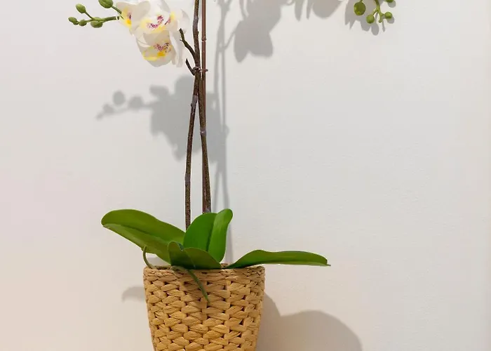 Cdz - Carmen Coronada *